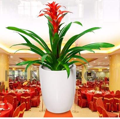 鴻運當(dāng)頭 開業(yè)慶典花卉植物