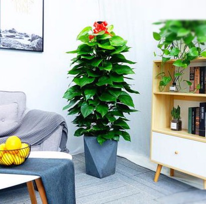 大綠蘿柱  大型植物北歐水泥花盆