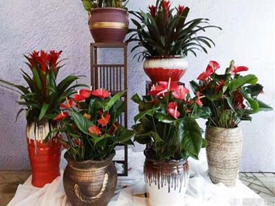 組合造景公司前臺(tái)一角