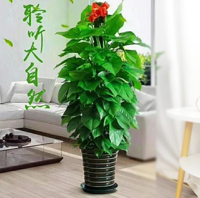 大型綠植 綠蘿柱