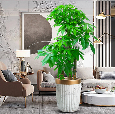 高檔奢華陶瓷花盆 大型植物步步高 三桿發(fā)財(cái)樹(shù)