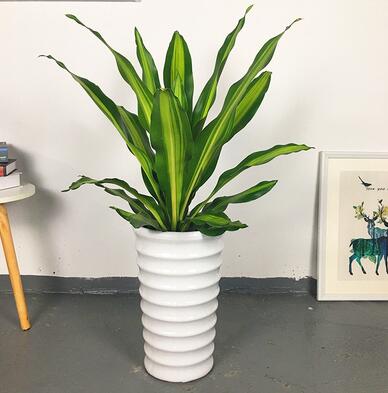 東莞綠植出租 金心也門鐵 中型綠植 前臺過道擺放綠植