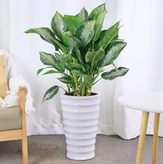 東莞綠植租擺 銀皇后辦公室綠植盆栽 中型植物花卉