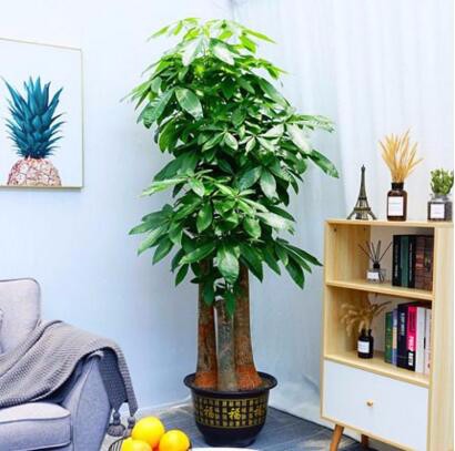 大型辦公室綠植 發(fā)財(cái)樹(shù)