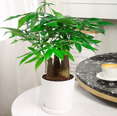 桌面小盆栽 發(fā)財樹