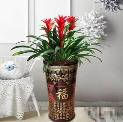 三苗鴻運當(dāng)頭 辦公室綠植