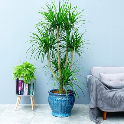 東莞辦公室綠植租擺  龍須樹(shù) 大氣高端植物