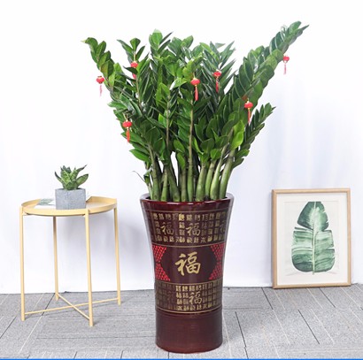 室內(nèi)辦公室植物 金錢樹