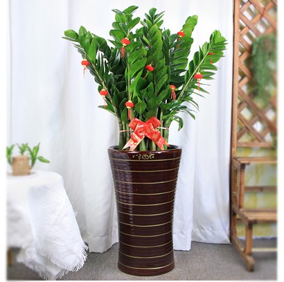 奢華陶瓷花盆 辦公室綠植 金錢樹