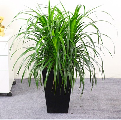 中型室內(nèi)綠植 龍血樹