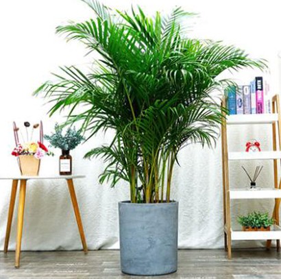 北歐風(fēng)水泥花盆 大型綠植 散尾葵