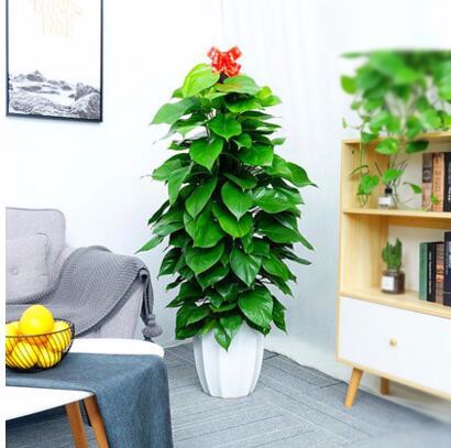 辦公室綠植 大型植物 綠蘿柱