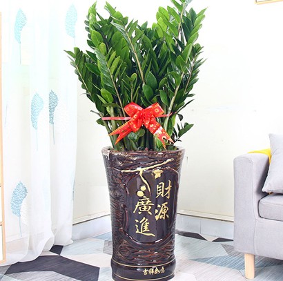 東莞綠植批發(fā) 辦公室綠植 金錢樹 配送上門