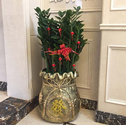 發(fā)財 花盆辦公室綠植 金錢樹 招財寓意好