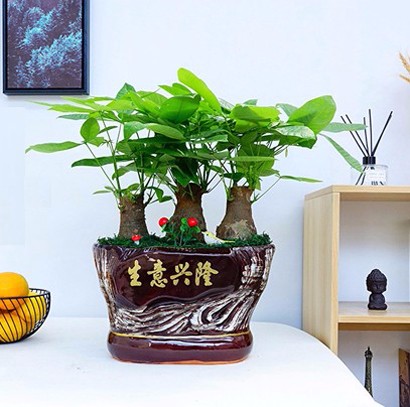 生意興隆 組合盆栽 發(fā)財(cái)樹