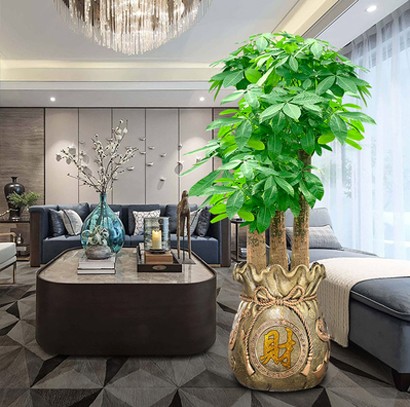 辦公室大型綠植 高端植物 發(fā)財樹