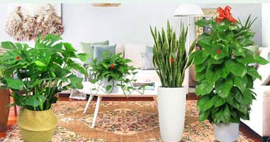 東莞綠植租擺公司價(jià)格是多少，花卉出租一年要花多少錢(qián)