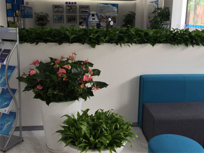 辦公室綠植租擺-大堂綠植擺放案例
