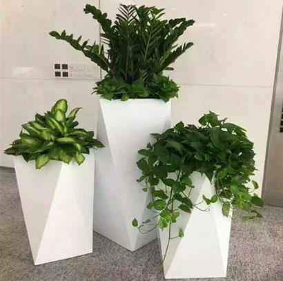 東莞綠植租擺 龍須樹 紅掌變?nèi)~木