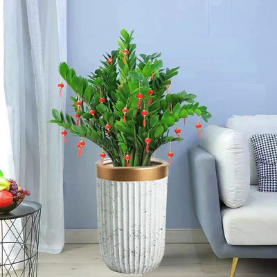 東莞綠植出售 租擺 金錢(qián)樹(shù)