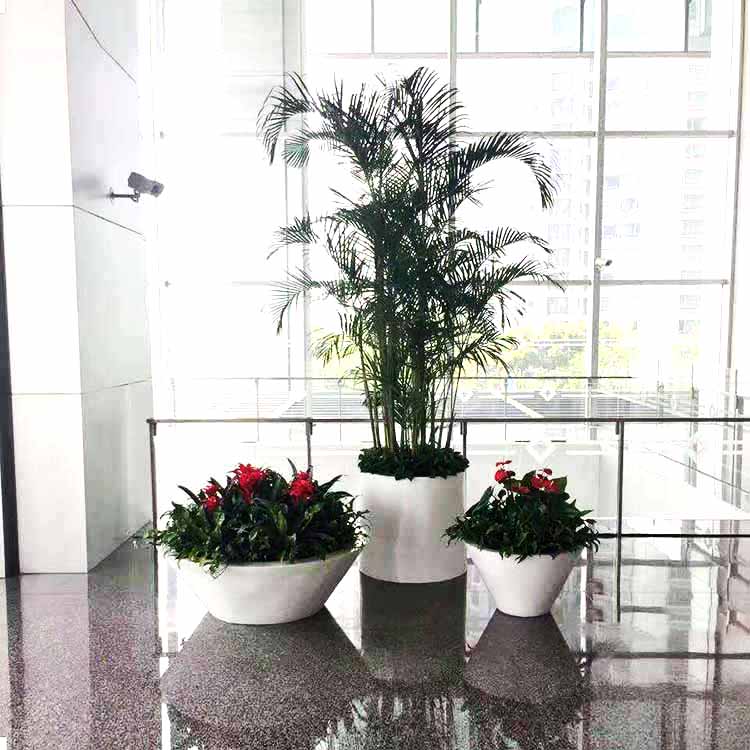 東莞綠植租擺租賃 大堂綠植組合盆景