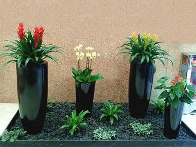 東莞室內(nèi)綠植銷(xiāo)售   同城專(zhuān)車(chē)配送上門(mén)