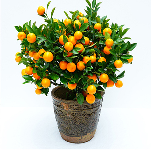 東莞年桔擺放