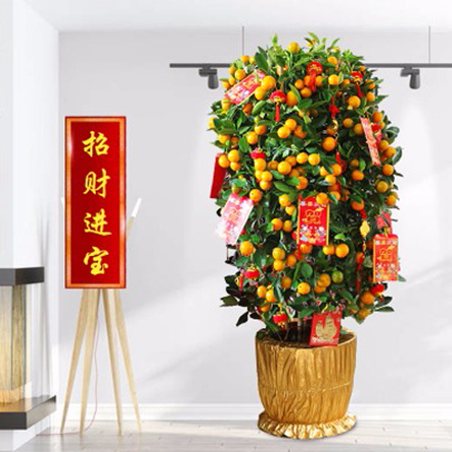 東莞年桔批發(fā)銷(xiāo)售