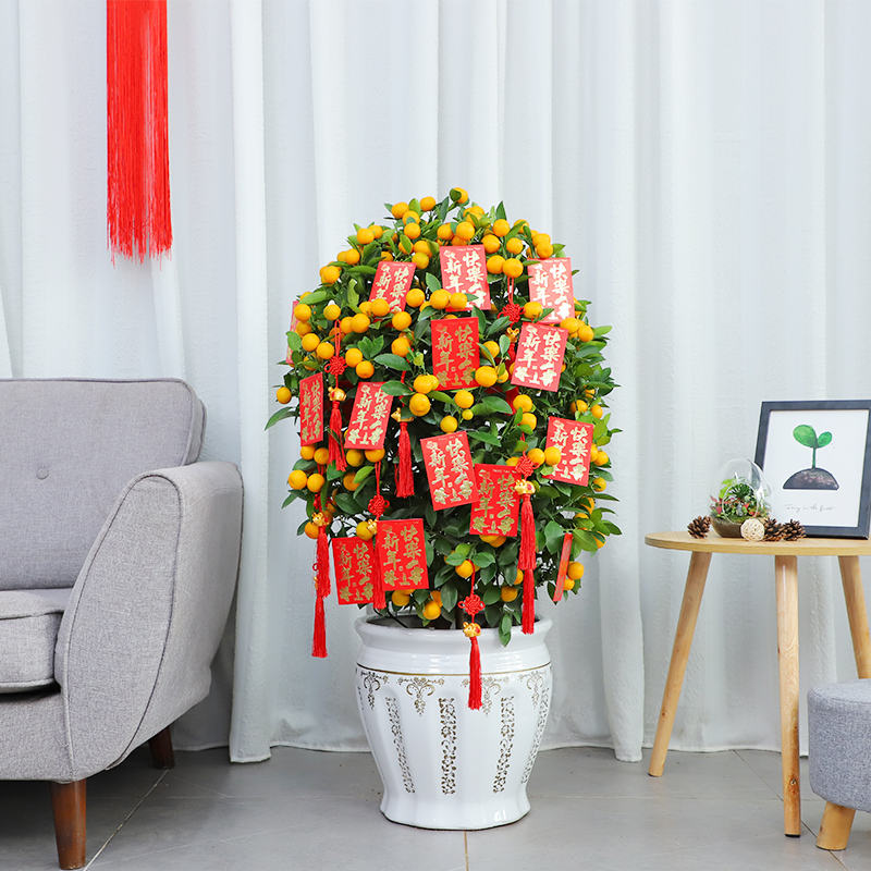 東莞年桔購(gòu)買(mǎi) 同城專(zhuān)車(chē)配送上門(mén)